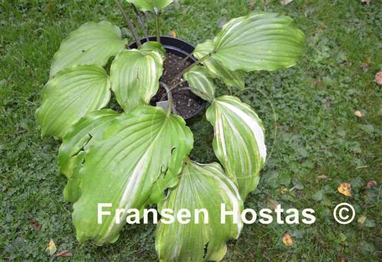 Hosta Valley's Kishu